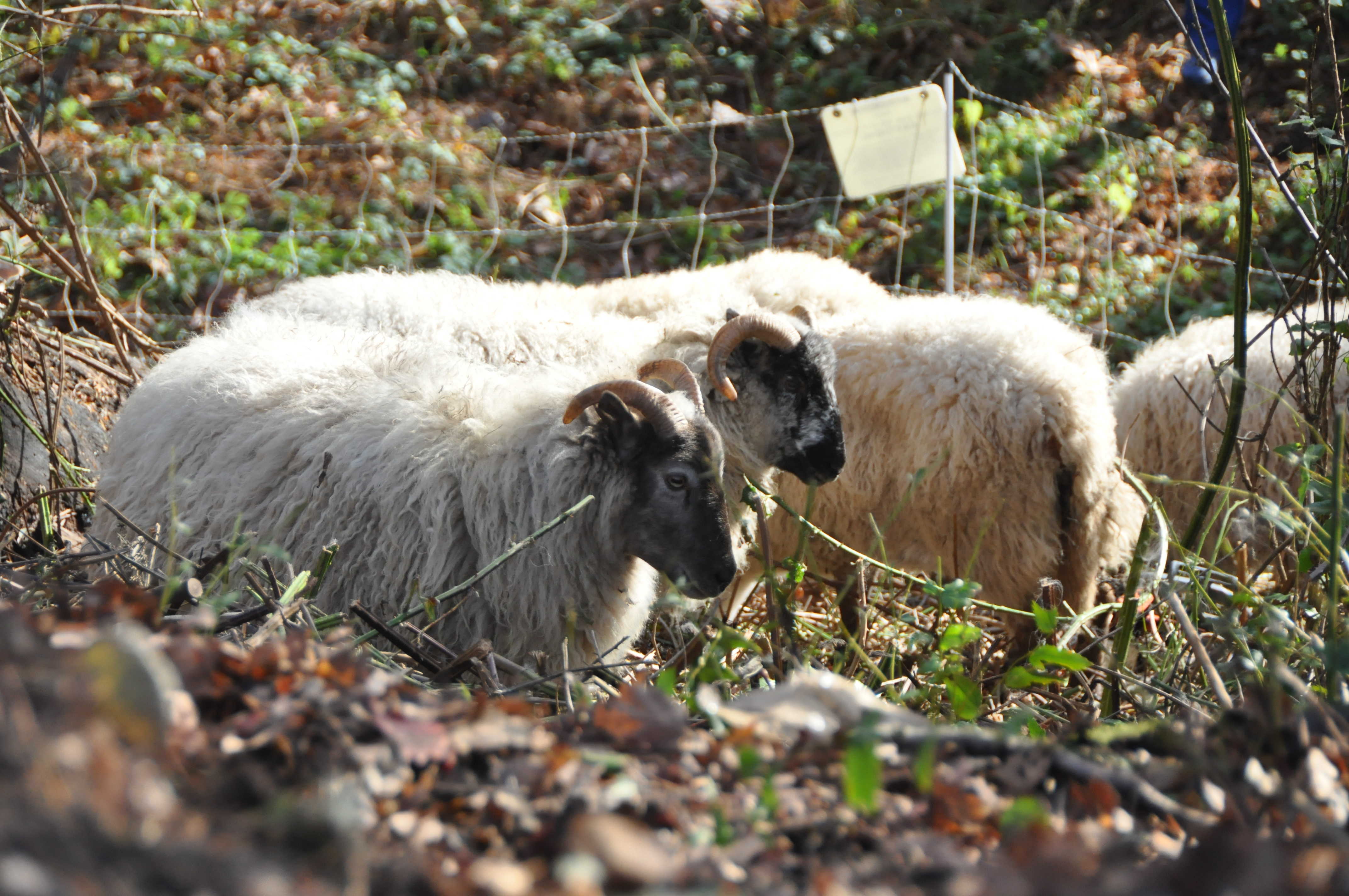 Goats Chew Up Cowen Park